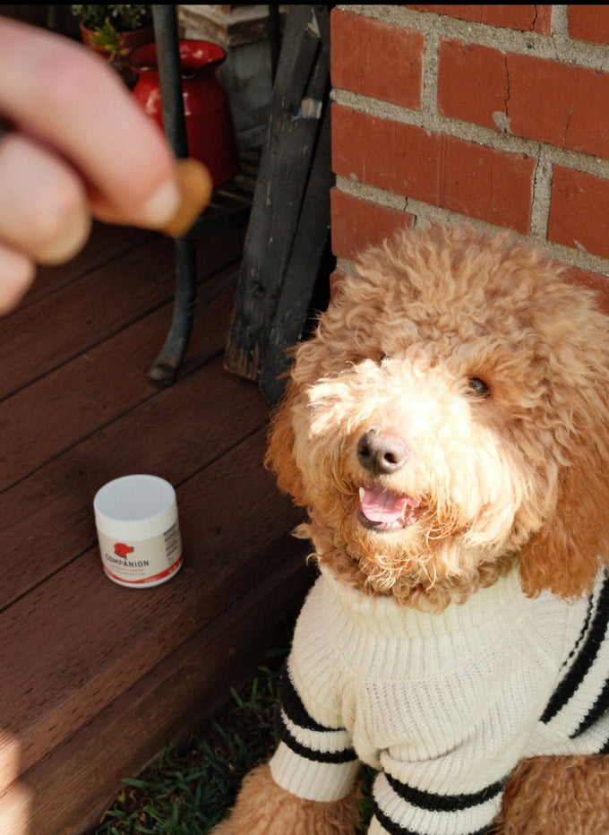 Dog eagerly eating a Companion chew from owner's hand