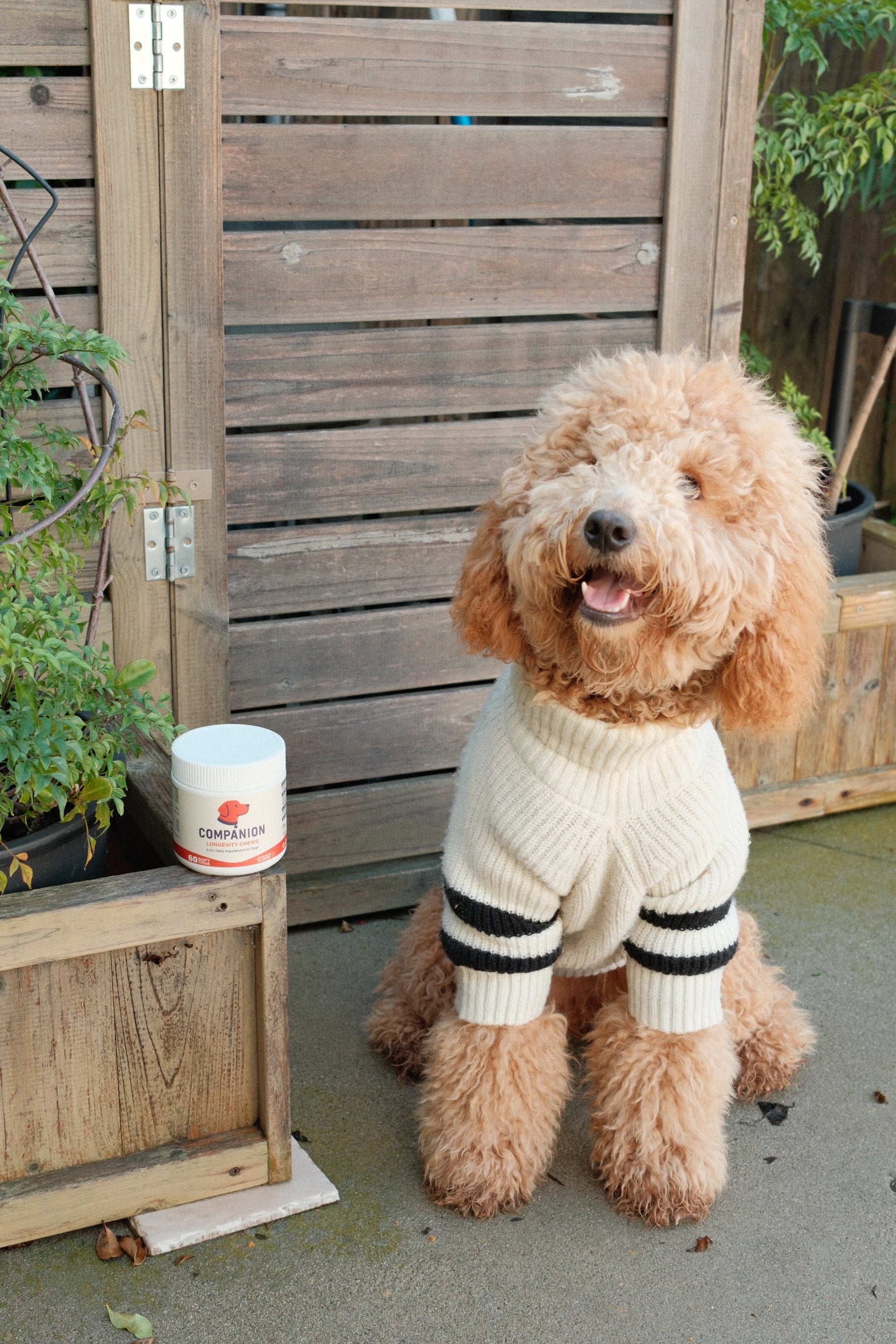 Dog wearing a sweater standing outdoors next to a wooden structure and planters.
