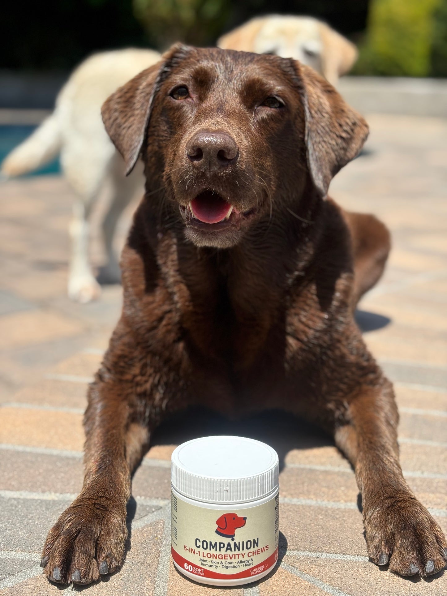 Brown dog lying on a wooden deck with a supplement container labeled 'Companion' in front of it.